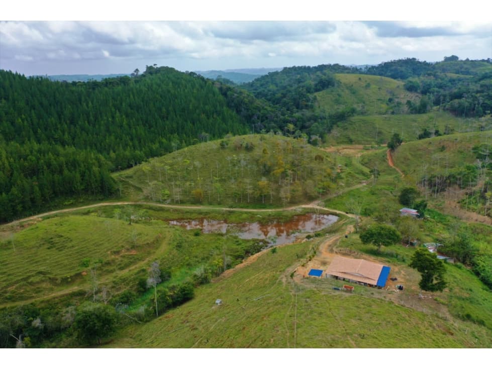 VENTA DE LINDA FINCA PRODUCTORA DE 80 HECTÁREAS EN YALI ANTIOQUIA - 1