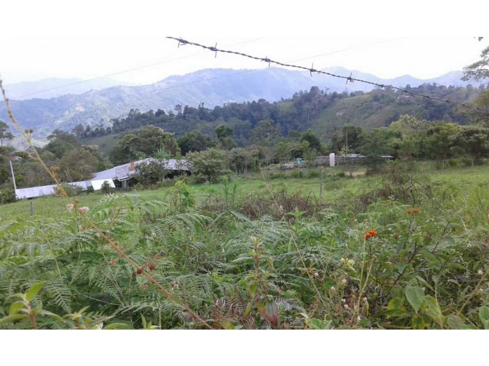 Arriendo Finca de 16 fanegadas en La Virgen(Quipile) - 1