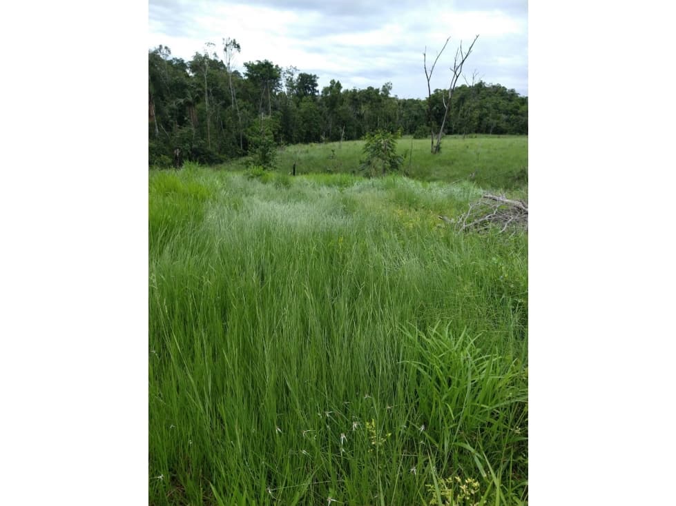 VENTA DE FINCA SABANA DE TORRES VIA PANAMERICANA COD:1074 - 1