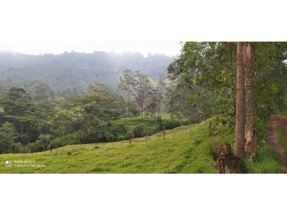 VENTA DE LOTE EN FREDONIA - SUROESTE ANTIOQUEÑO - 1