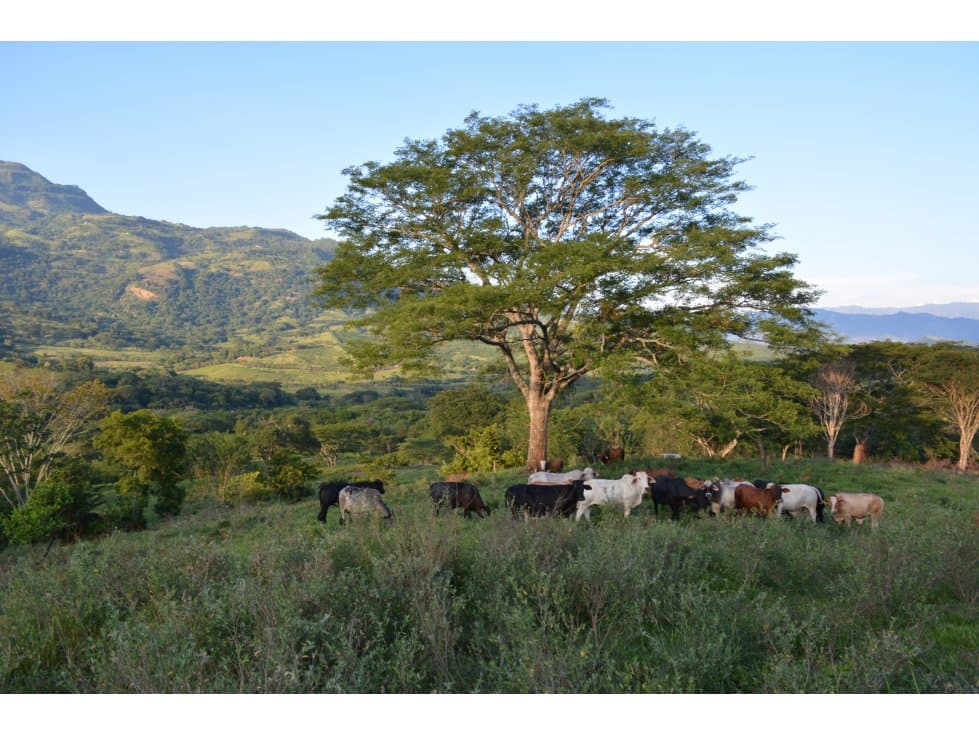VENTA LOTE JERICO, SUROESTE ANTIOQUEÑO. - 1