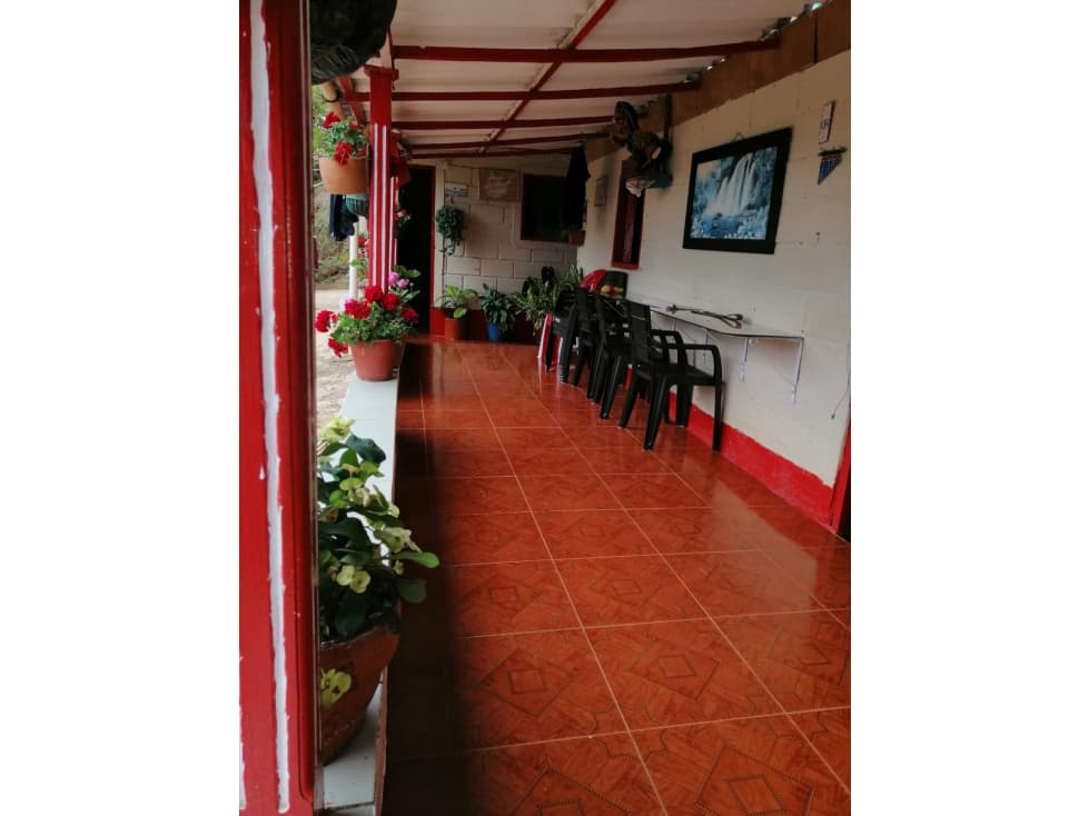 VENTA FINCA EN CONCORDIA, VEREDA BURGOS - 1