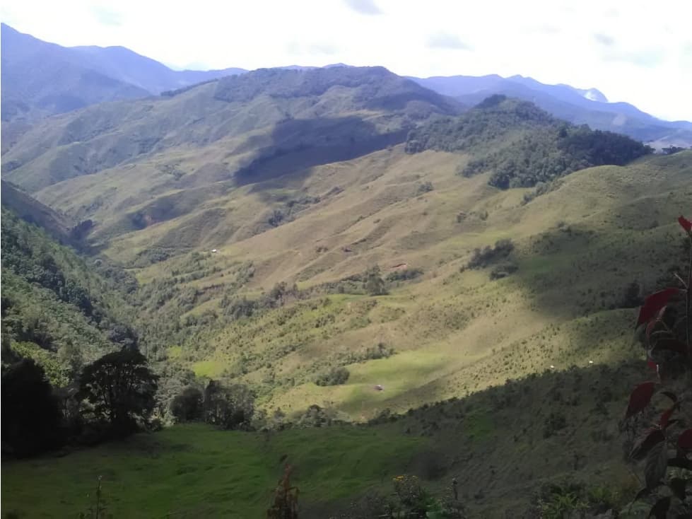 VENDO FINCA DE 540 CUADRAS EN URRAO CERTIFICADA PARA AGUACATE HASS - 1