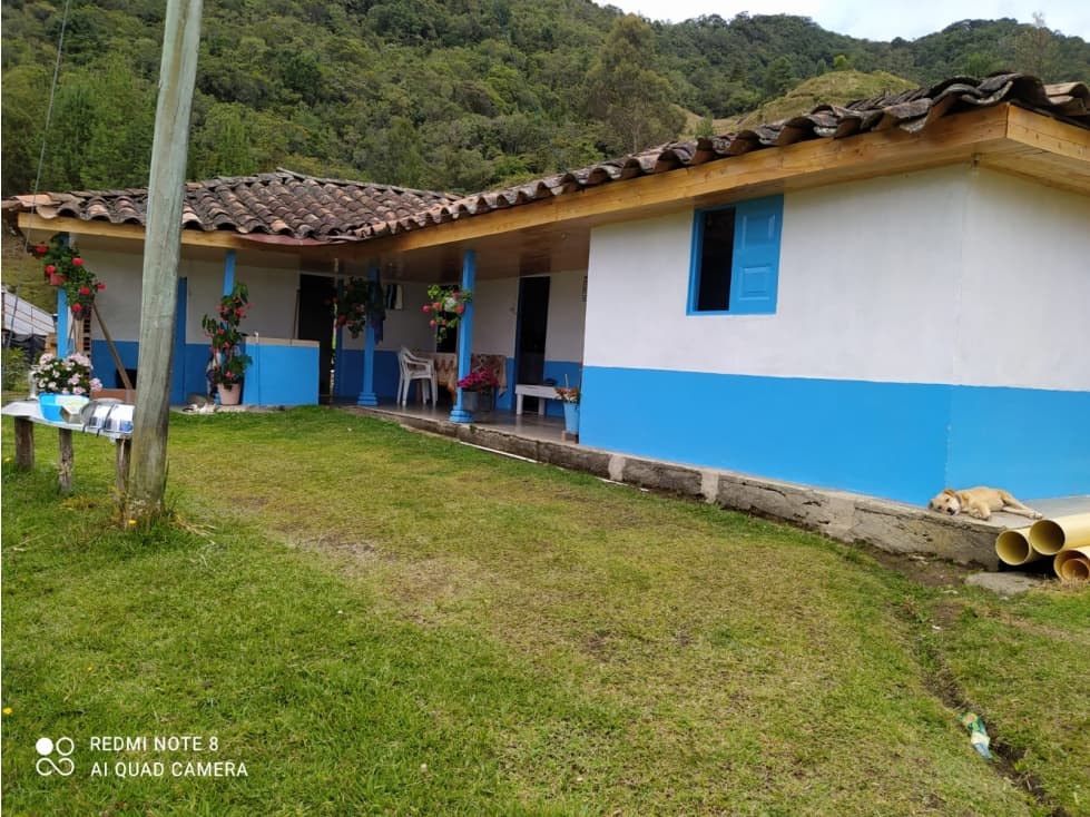 VENDO FINCA DE 14 Ha MULTIPROPÓSITO CON AGUACATE HASS EN SONSÓN - 1