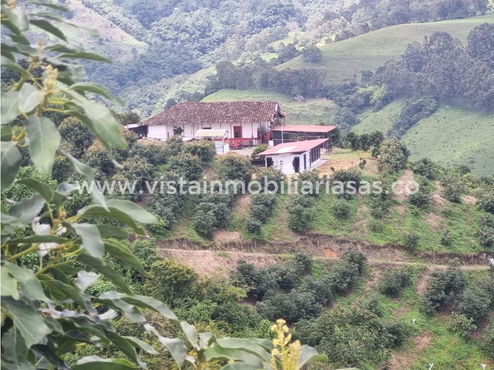 Venta Fincas Sector Salamina, Cadas - 1