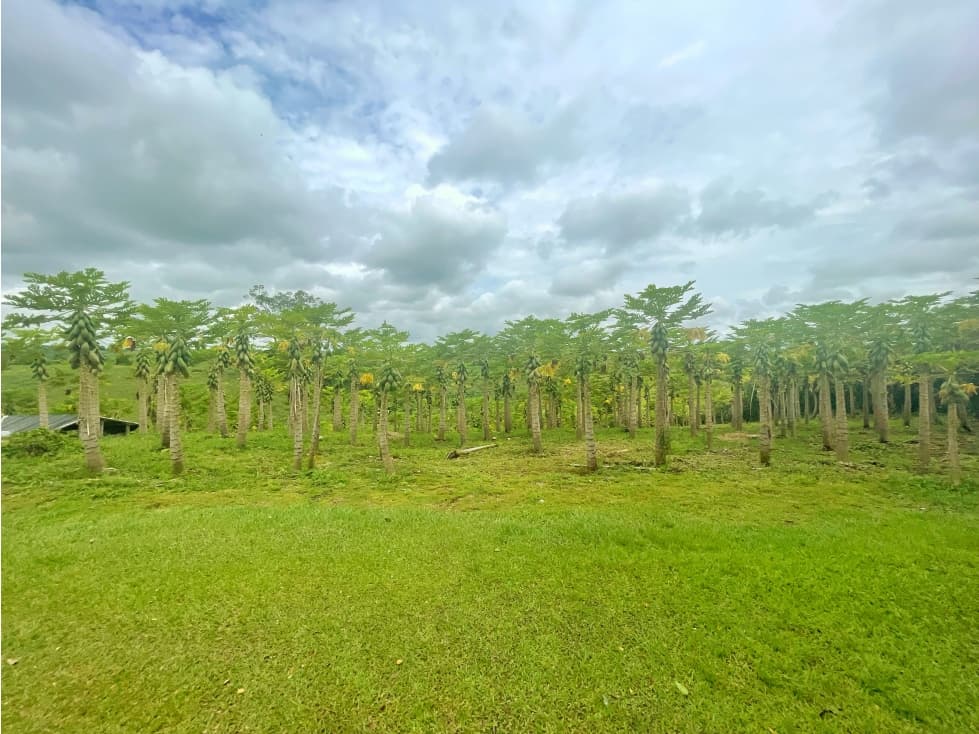 Lotes De Uso de Suelo Industrial A La Venta La Tebaida Quindio - 1