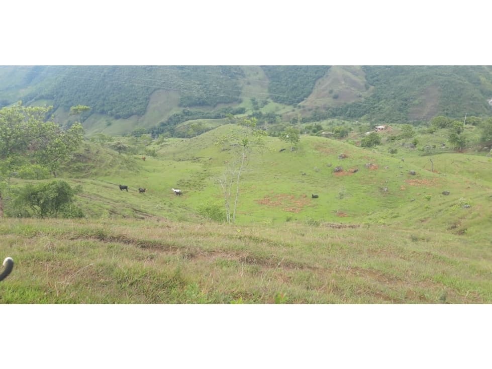 Venta de Lote Vereda El Gredal Municipio Anzá - 1