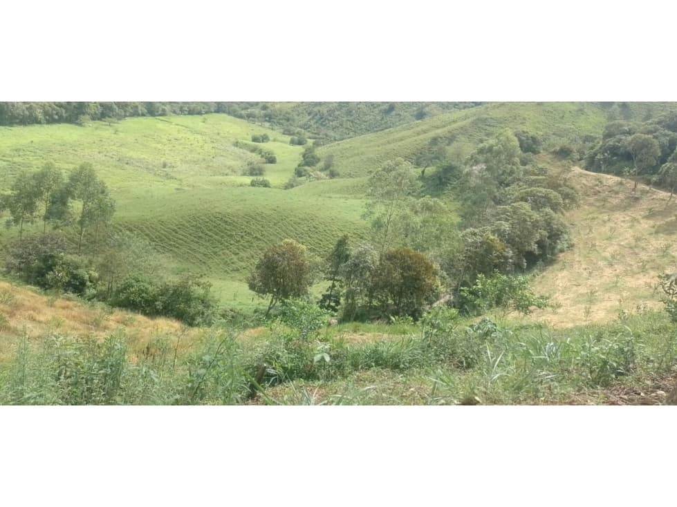 Se Vende FINCA Avícola y Ganadera en Yolombo - 1