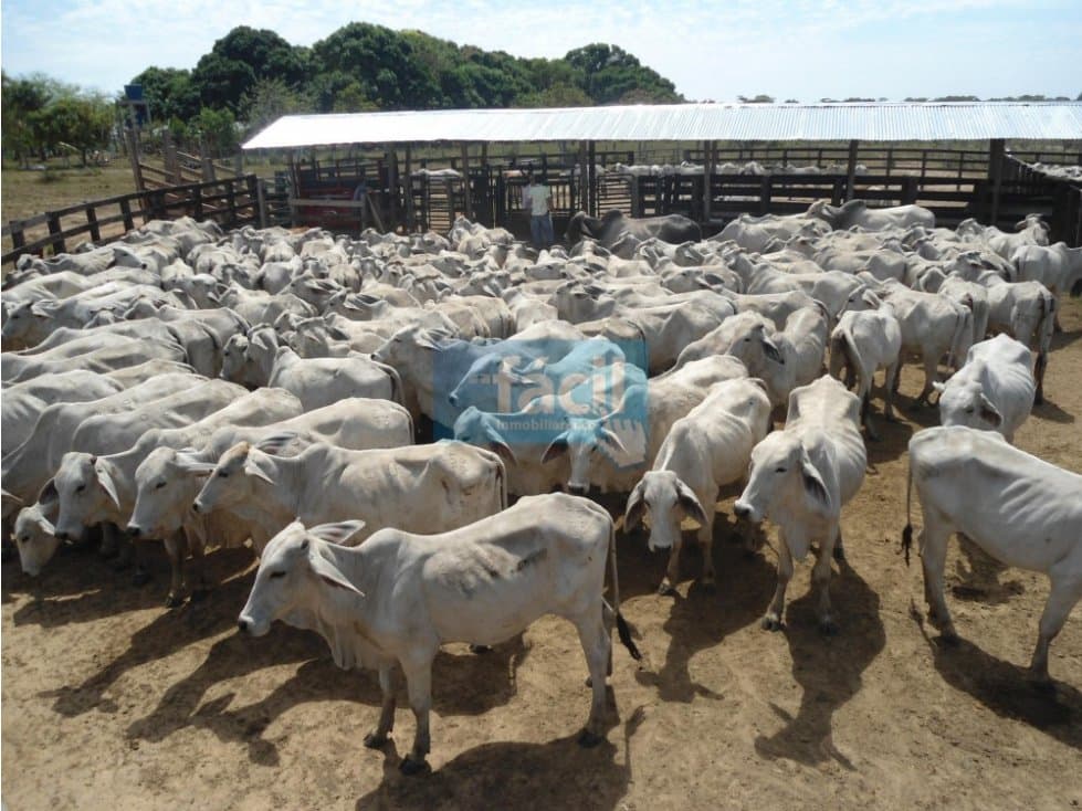 Venta Finca ganadera con pastos mejorados y pista Aerea en Cumaribo - 1