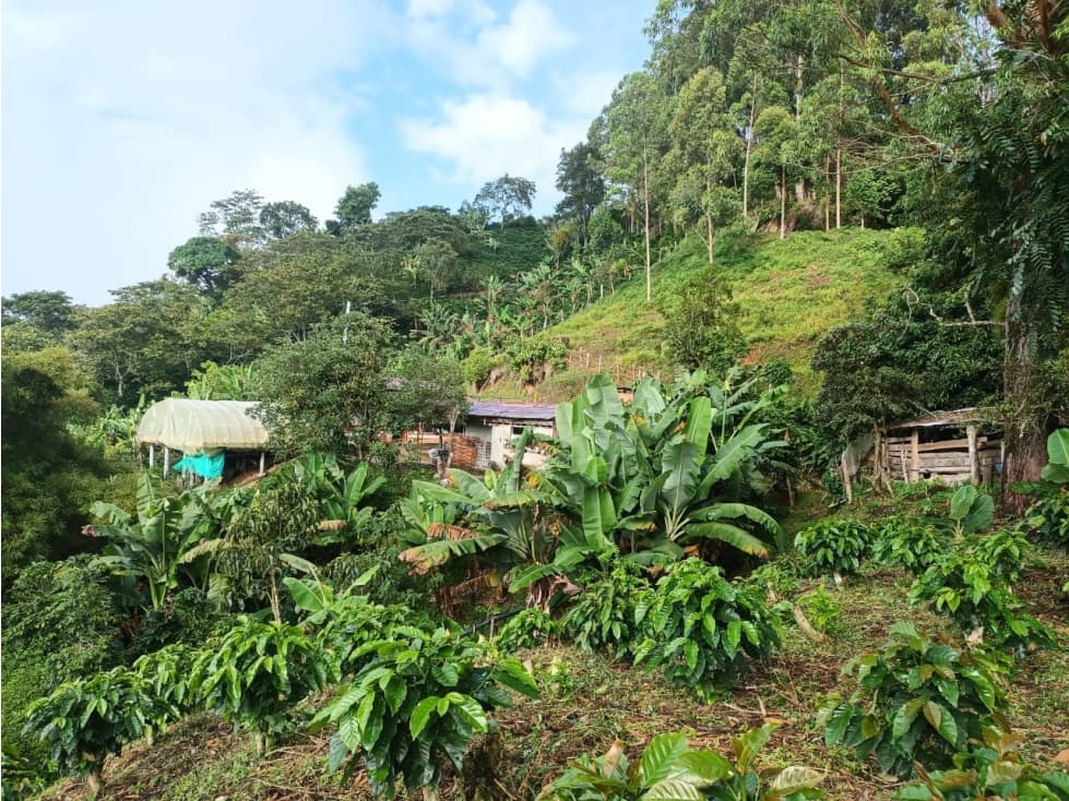 Vendo finca cafetera en Heliconia, 11 cuadras - 1