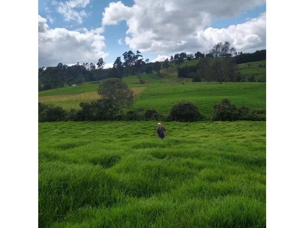 Venta Lote San Pedro de Los Milagros Vereda El Espinal C5573599 - 1