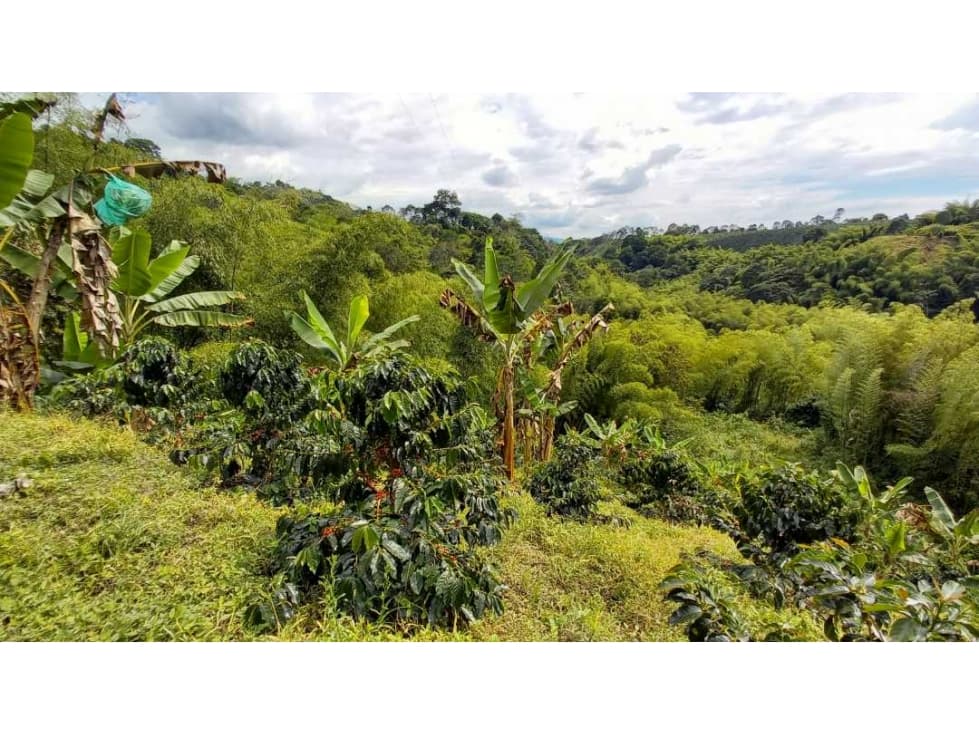 Finca en Barcelona cultivada en cafe y platano con hermosa vista - 1