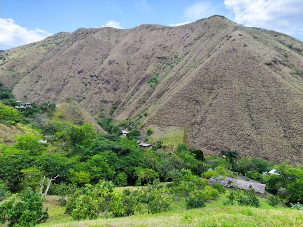 SE VENDE FINCA PRODUCTORA AGUACATE VIJES (AMS) CW:7323078 - 1