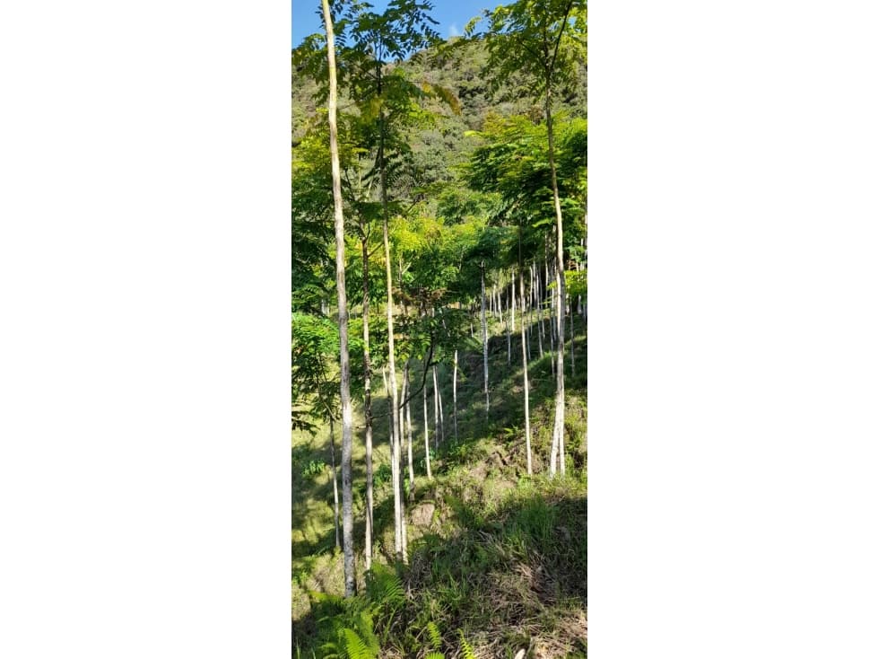 FINCA VENTA EN ANGELOPOLIS ANTIOQUIA - 1
