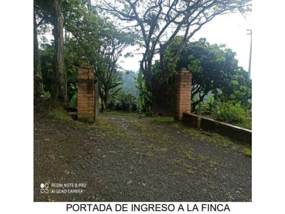 Finca en Andes. Cultivos de Cafe, Banano, Platano. - 1