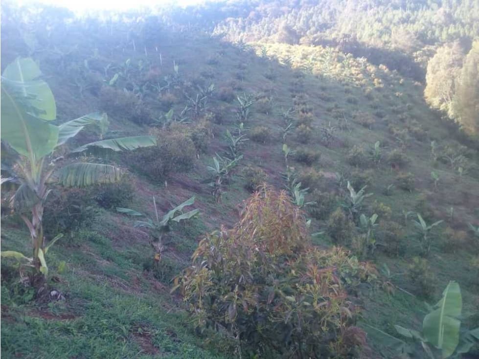 VENTA DE TERRENO EN JERICÓ - 1