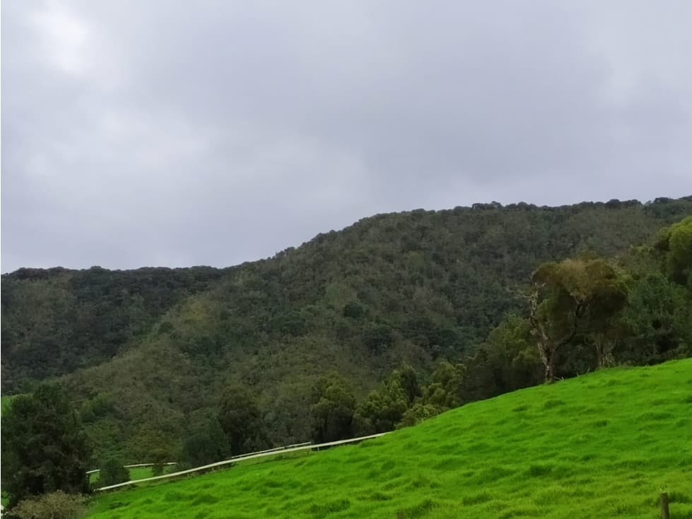 VENDO FINCA GANADERA EN SAN PEDRO DE LOS MILAGROS - 1