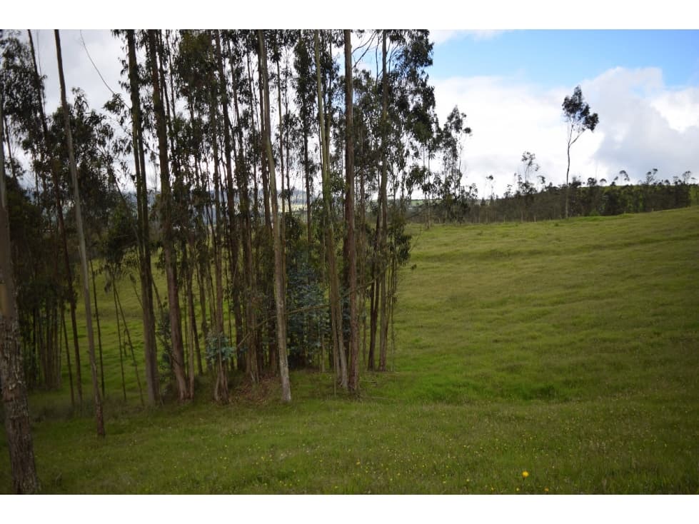 CHOCONTA, VEREDA LAS CRUCES, LOTES GLORIA Y MANITAS 12.156 M2 - 1