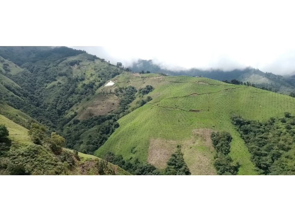 FINCA PRODUCTORA DE AGUACATE HASS- BELMIRA - 1