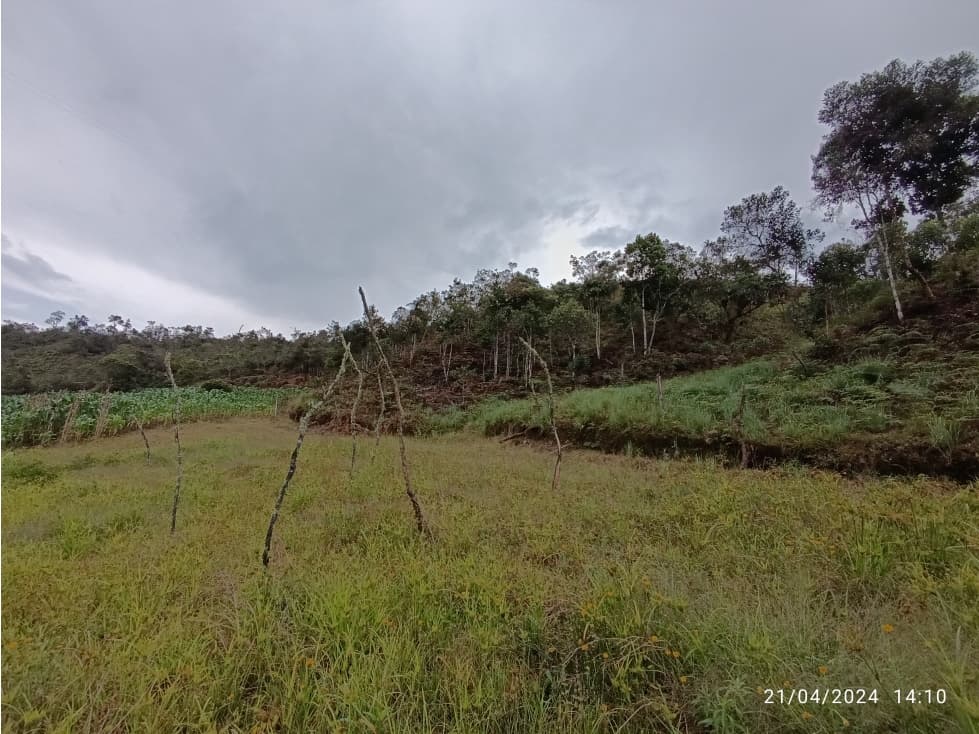 VENDO LOTES CAMPESTRES DESDE 4.126 m² CON EXPLANACIÓN EN CONCEPCIÓN - 1