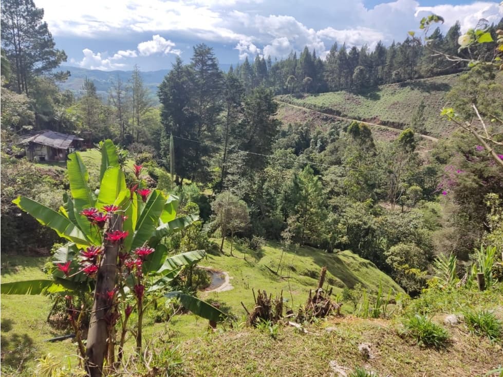 VENDO FINCA EN CALDAS CERCA A RESERVA NATURAL DE LA CLARA - 1
