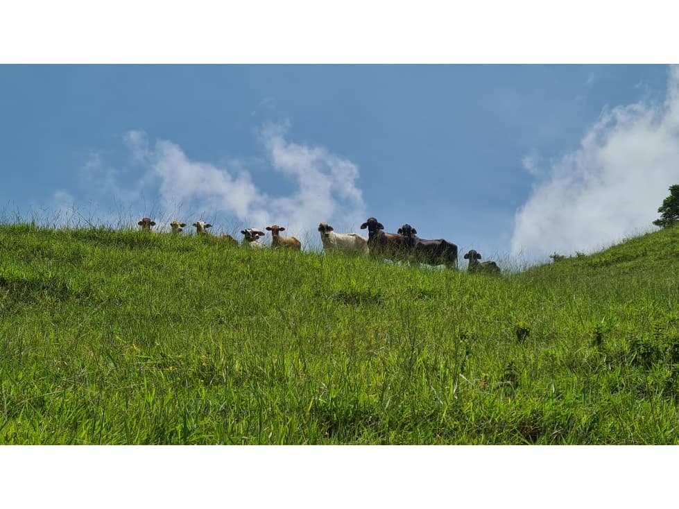 SE VENDE FINCA GANADERA EN PUERTO BERRIO - EL BRASIL - 1