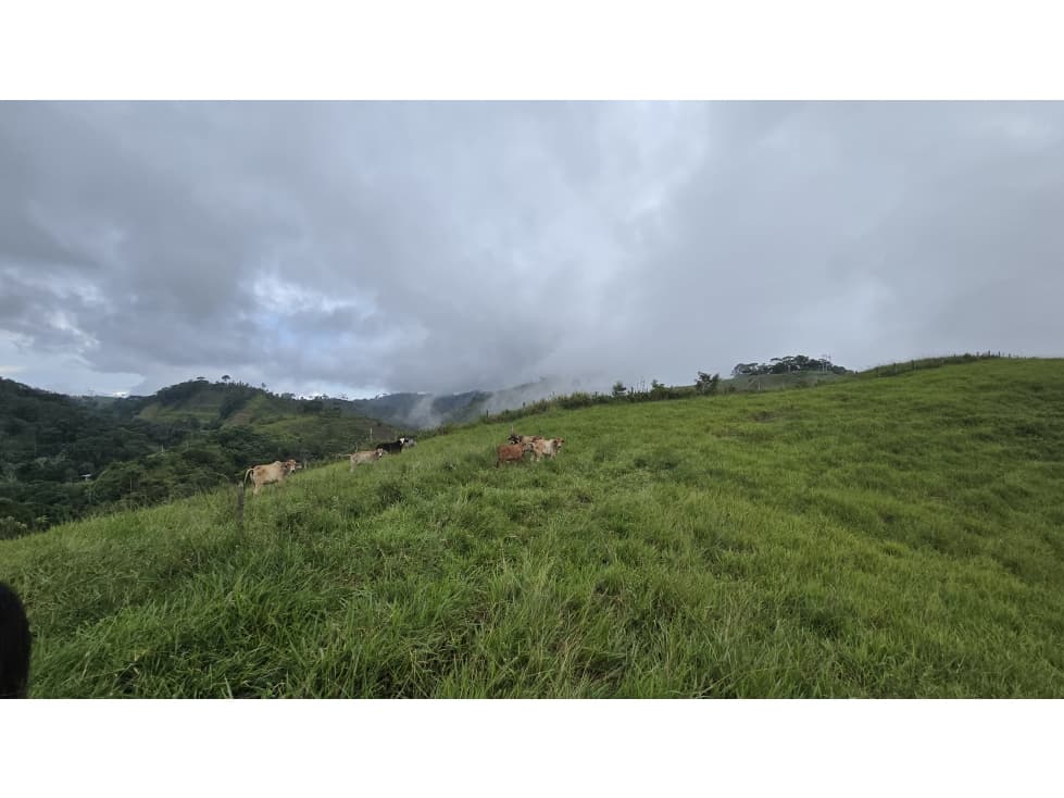 SE VENDE FINCA GANADERA EN PUERTO BERRIO A ORILLA DE CARRETERA - 1