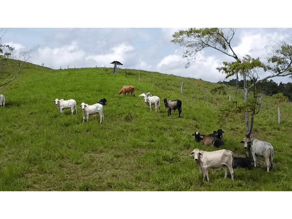 SE VENDE FINCA GANADERA EN PUERTO BERRIO A 7 KM DE LA VIA PRINCIPAL - 1