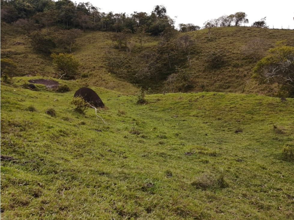 Hermoso Lote en Venta Vereda Toscana - Alejandría - 1