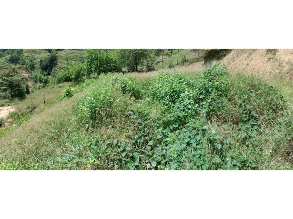Lote en Proindiviso Venta Corregimiento de Sucre, Olaya - 1