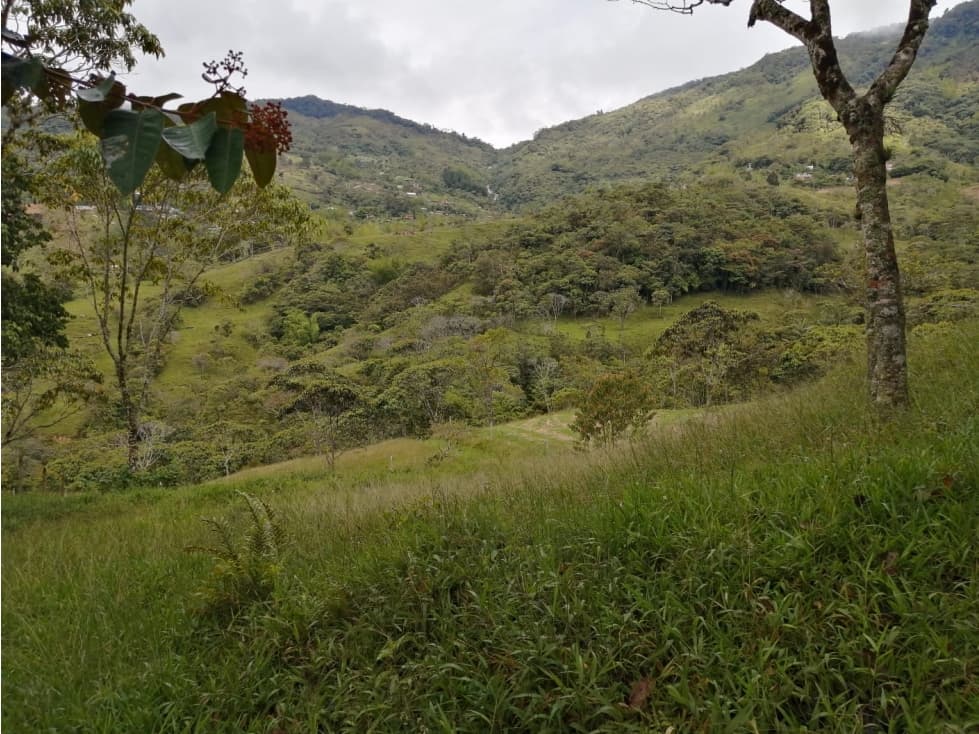 Venta de Lote en Cocorná - La Milagrosa - 1