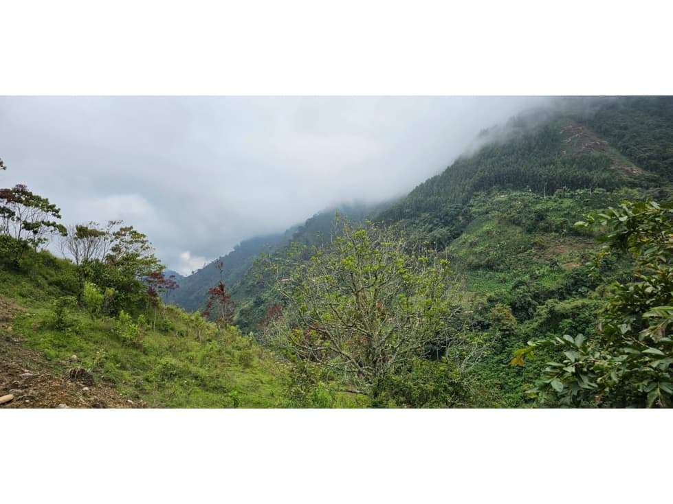 Venta de lote en Santa Bárbara vereda Pitayó lote no. 2A - 1