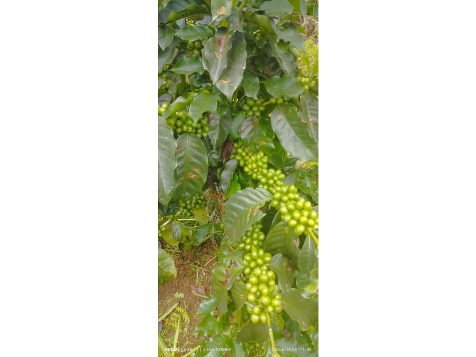 Vendo Finca Cafetera en Betulia Antioquia - 1