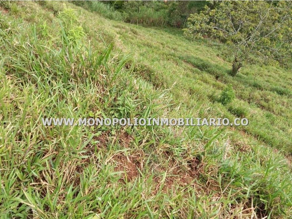 LOTE EN VENTA - SECTOR LA BOLSITA, CAÑASGORDAS COD: 23659 - 1
