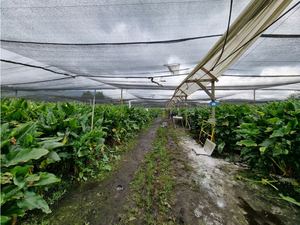 Venta Finca- Facatativá Vereda la Selva - 1