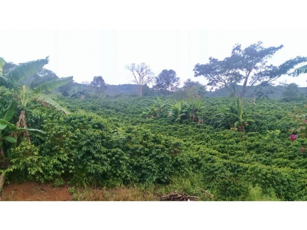 Venta finca cafetera Concordia-Suroeste - 1