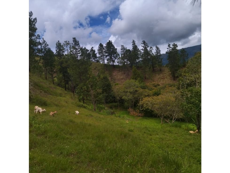 Lote de Terreno en GUATEQUE - 1