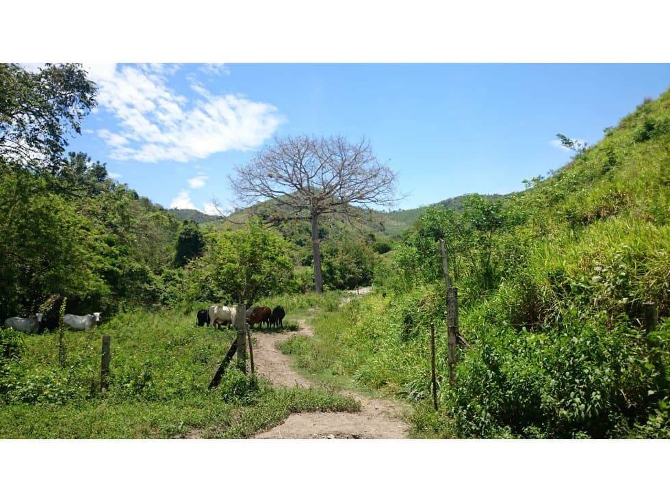 Vendo en Utica Finca Ganadera Y Productiva - 1
