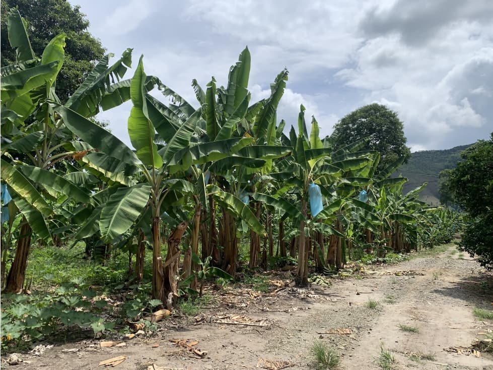 VENTA FINCA VIA RIO VERDE - 16.8 CUADRAS - 1