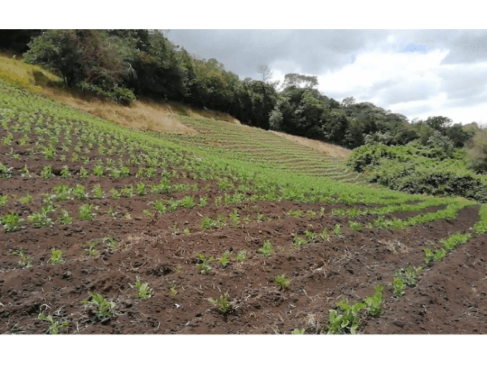 Finca en venta Vereda Prado Alto-Facatativá - Cundinamarca - 1