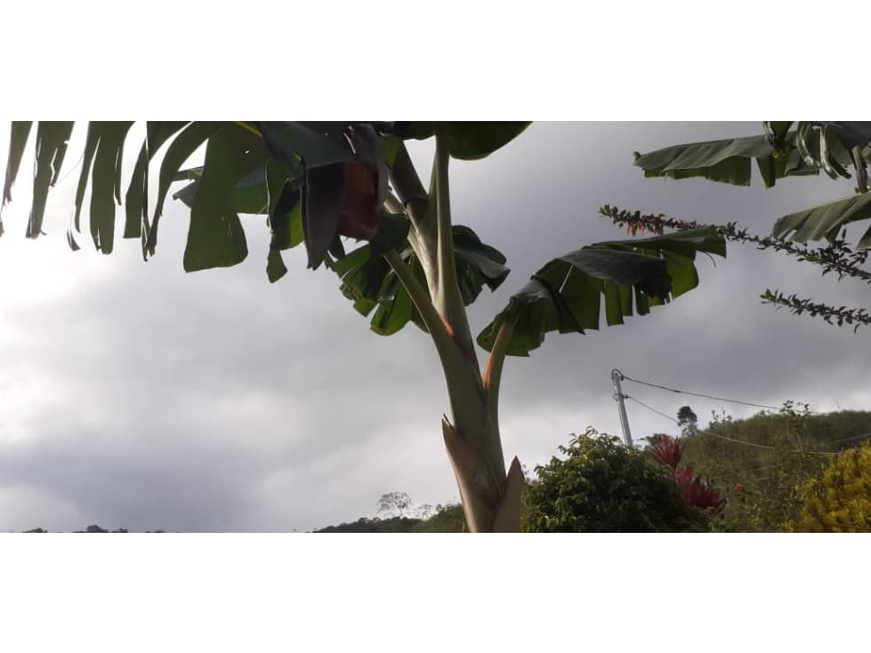 FINCA PRODUCTORA 2 HECTAREAS SAN ROQUE ANTIOQUIA - 1