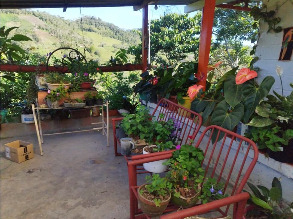 VENTA FINCA AUTOSOSTENIBLE 14.400 MTS2 SAN ROQUE ANTIOQUIA - 1