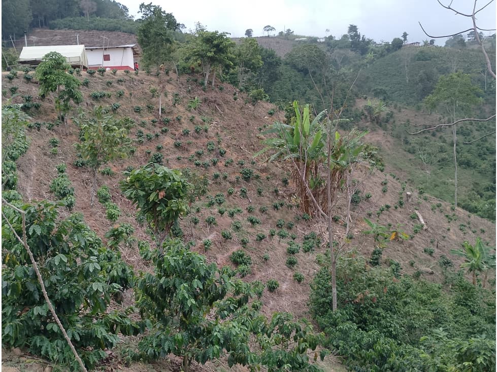 VENTA FINCA 13 HECTAREAS 4 VIVIENDAS SAN ROQUE ANTIOQUIA - 1