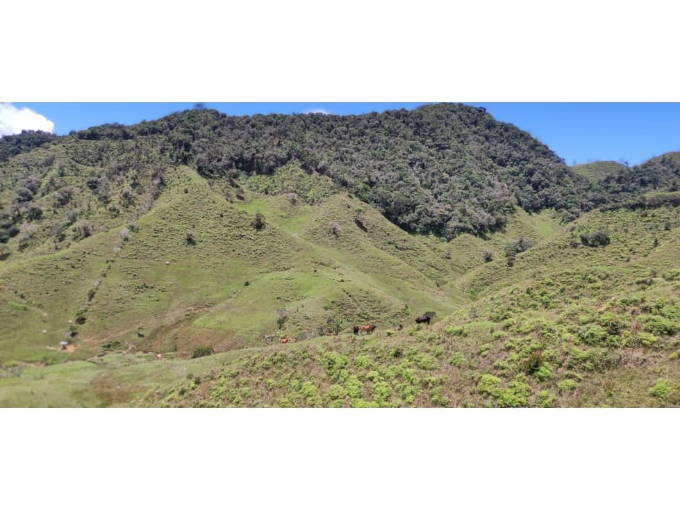 FINCA 100 HECTAREAS AMALFI ANTIOQUIA - 1