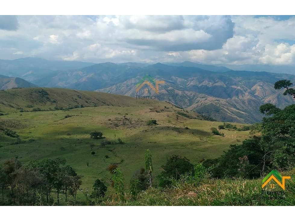 Vendo Finca productiva de 550 cuadras en venta Betulia, Antioquia - 1