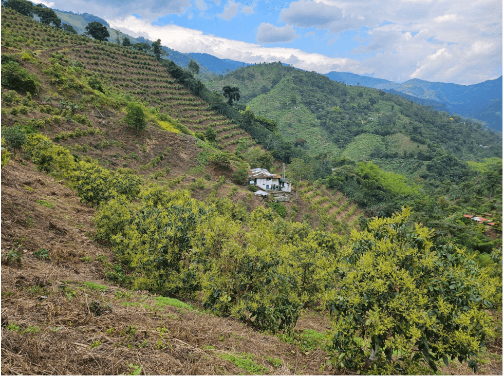 Venta Finca Genova Quindio COD: 8035924 - 1