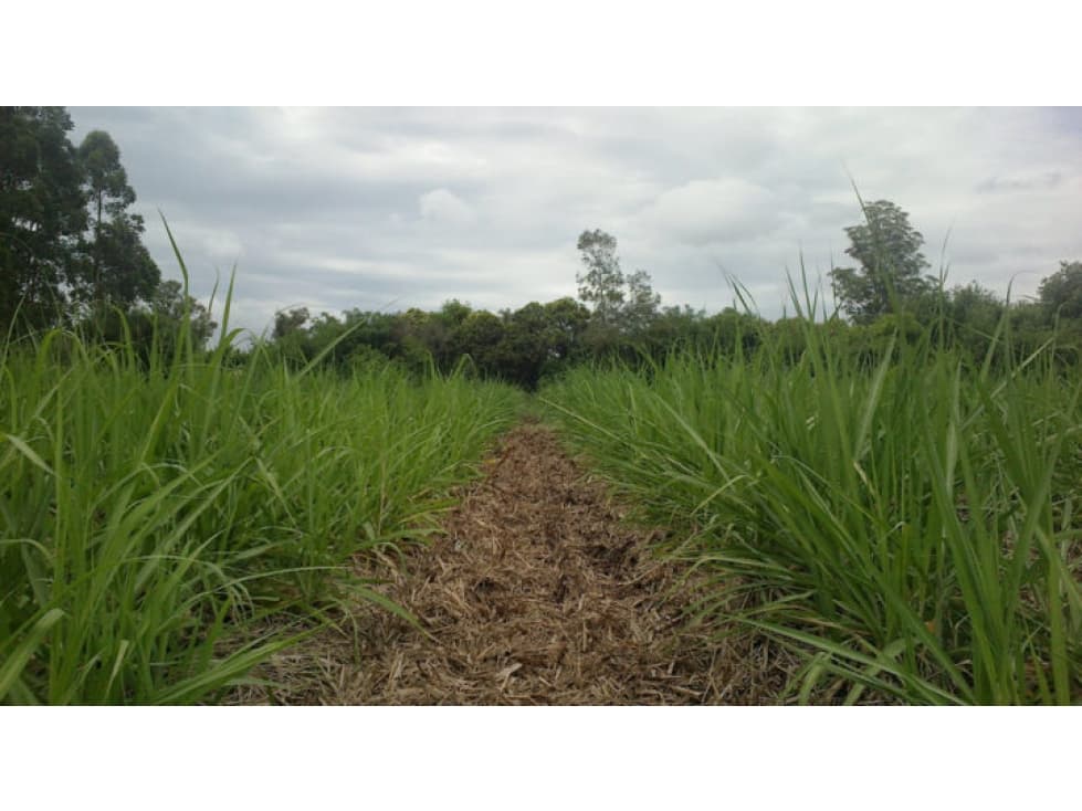 LOTE TERRENO EN LA PAILA VALLE DEL CAUCA - 1