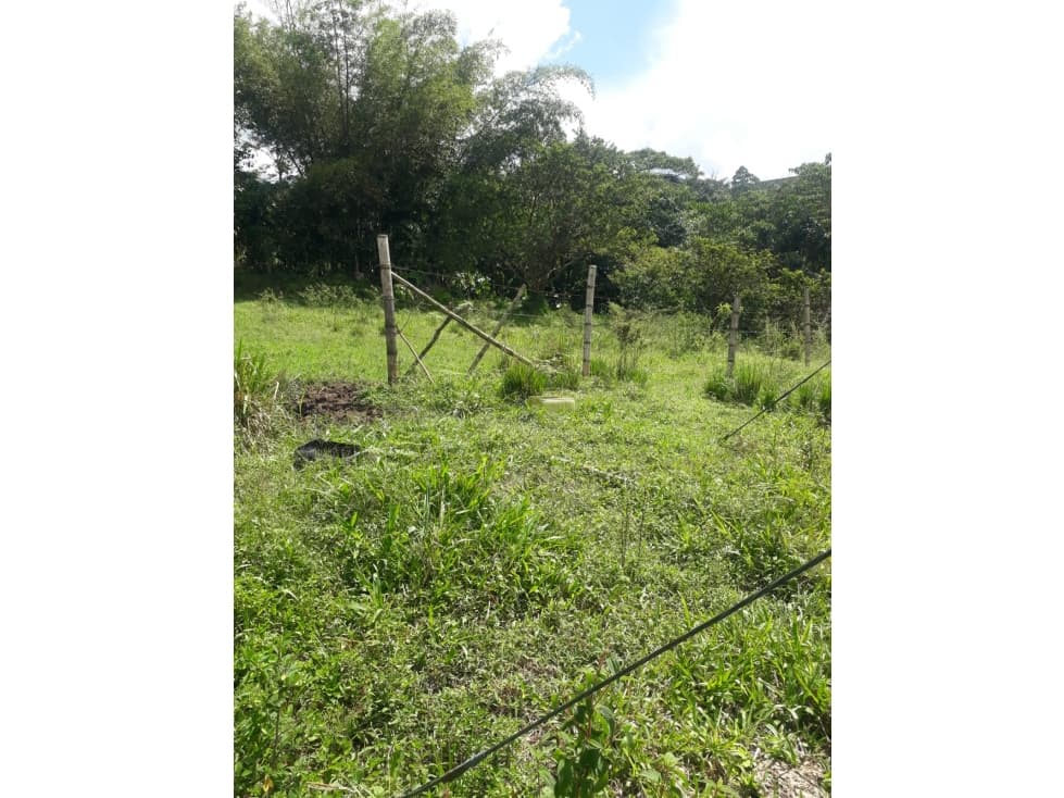 LOTE - 1