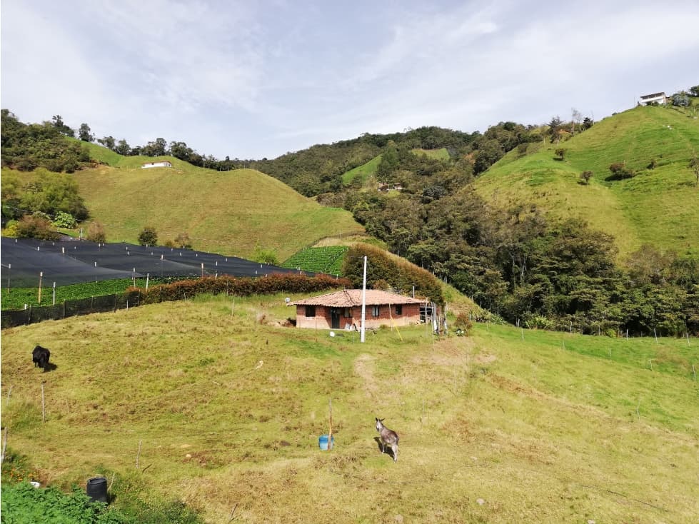 VENTA FINCA CON CASA EN MATERIAL 25.000 M2 LA UNIÓN ANTIOQUIA. - 1