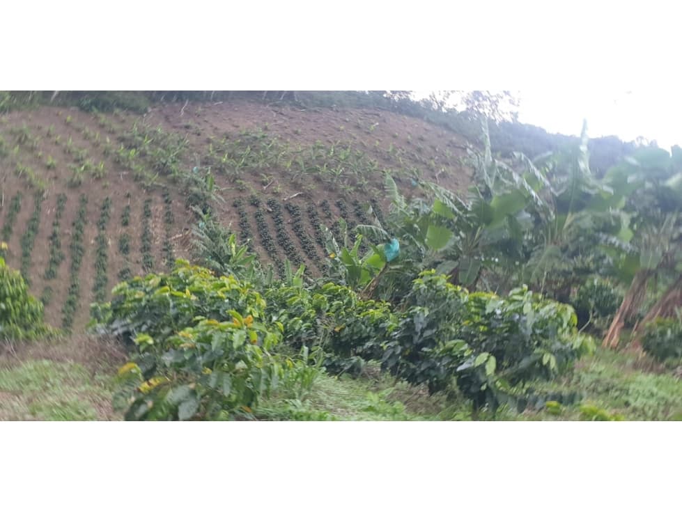 SE VENDE EXCELENTE LOTE EN EL MUNICIPIO DEL AGUILA VALLE!!! - 1